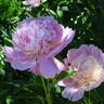 Madame Ducel peony photo