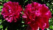 Red Magic peony photo