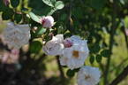 <i>Rosa X polliniana</i> f. <i>affabilis</i> rose photo