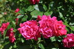 Frau Astrid Späth, Cl. rose photo