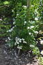 Mühle Hermsdorf rose photo