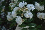 Mühle Hermsdorf rose photo