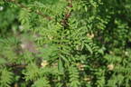 <i>Rosa forrestii</i> Focke rose photo
