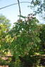 <i>Rosa</i> X <i>highdownensis</i> Hillier rose photo