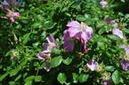 <i>Rosa</i> X <i>spaethiana</i> Graebner rose photo