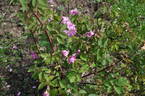 <i>Rosa l'heritierana</i> Redouté rose photo