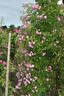 Prior M. Oberthau rose photo