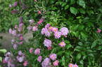 Prior M. Oberthau rose photo