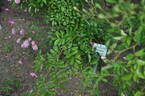 Prior M. Oberthau rose photo