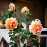 Paul Lédé Cl. rose photo