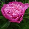 Modeste Guerin peony photo