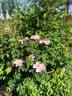 R. engelmanii rose photo