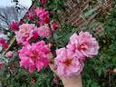 Napoléon rose photo