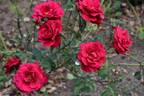 Enzo rose photo