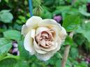 Laika rose photo