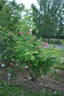 Duc de Cambridge rose photo