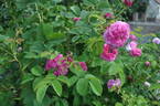 Duc de Cambridge rose photo