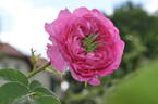 Duc de Cambridge rose photo