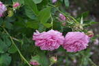 Gaspard Monge rose photo