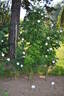 Chloris rose photo