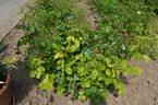 Centenaire de Lourdes rose photo