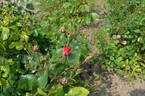 Centenaire de Lourdes rose photo