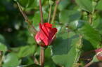 Centenaire de Lourdes rose photo