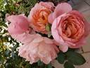 Dames de Chenonceau ® rose photo