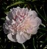 Formosa peony photo