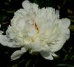 Formosa peony photo
