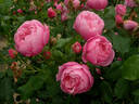 Marie Blanche Paillé ® rose photo