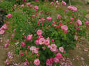 Marie Blanche Paillé ® rose photo