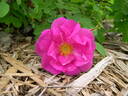 Double Carlos Red rose photo