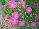 Double Carlos Red rose photo