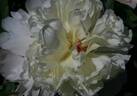 Formosa Alba peony photo