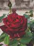 Black Lady ® rose photo