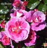 Alba Broullon Lois rose photo