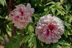 Hua Hu Die 花蝴蝶 peony photo
