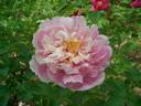Hua Hu Die 花蝴蝶 peony photo
