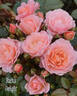Ruth's Delight rose photo