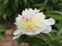 Feng Yu Luo Jin Chi 风雨落尽赤 peony photo