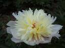 Feng Yu Luo Jin Chi 风雨落尽赤 peony photo