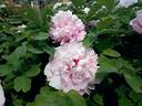 Lan Tian Yu peony photo