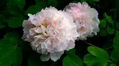 Lan Tian Yu peony photo