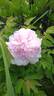 Hong Xian Nu 红线路 peony photo