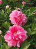 Chun Hong Jiao Yan peony photo