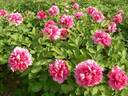 Chun Hong Jiao Yan peony photo