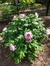 Anna Marie peony photo