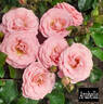 Arabella rose photo