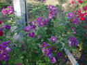 Purplea rose photo